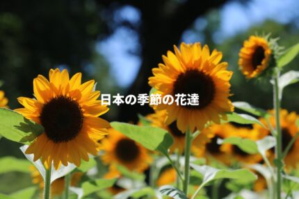 日本のFlower　夏